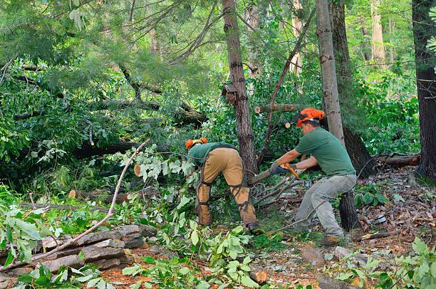 How Our Tree Care Process Works  in  Kinder, LA