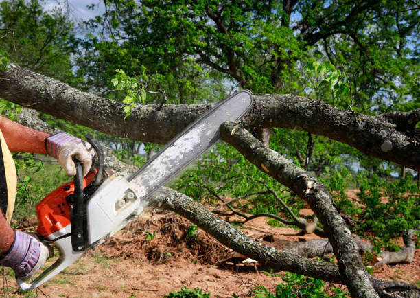 Best Tree Maintenance Programs  in Kinder, LA